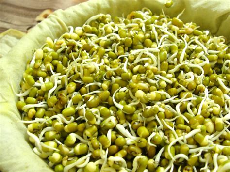 Sep 25, 2020 · Put the soaked, rinsed and drained mung beans back in the same bowl. Cover and place in a warm spot for 18-24 hours. Check notes to grow sprouts in winter. Rinse and use in recipes like this sprouts salad. Refrigerate if not using immediately. 